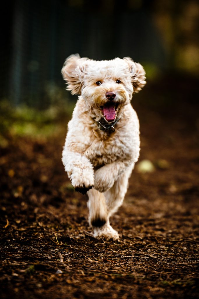 Dog Photographer Bridgend