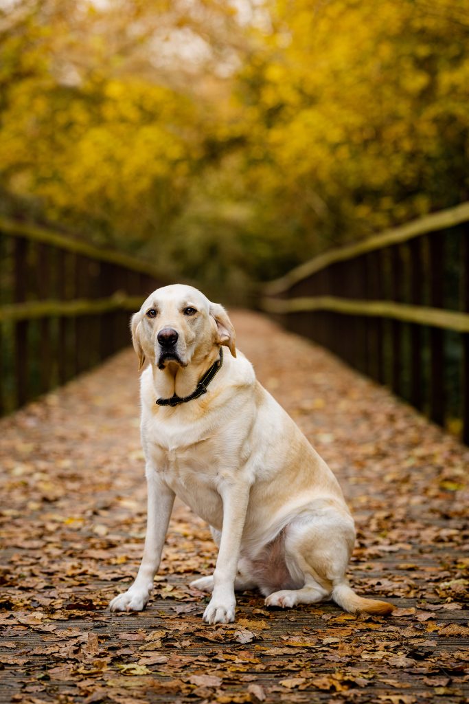 Labrador dog photographer south wales