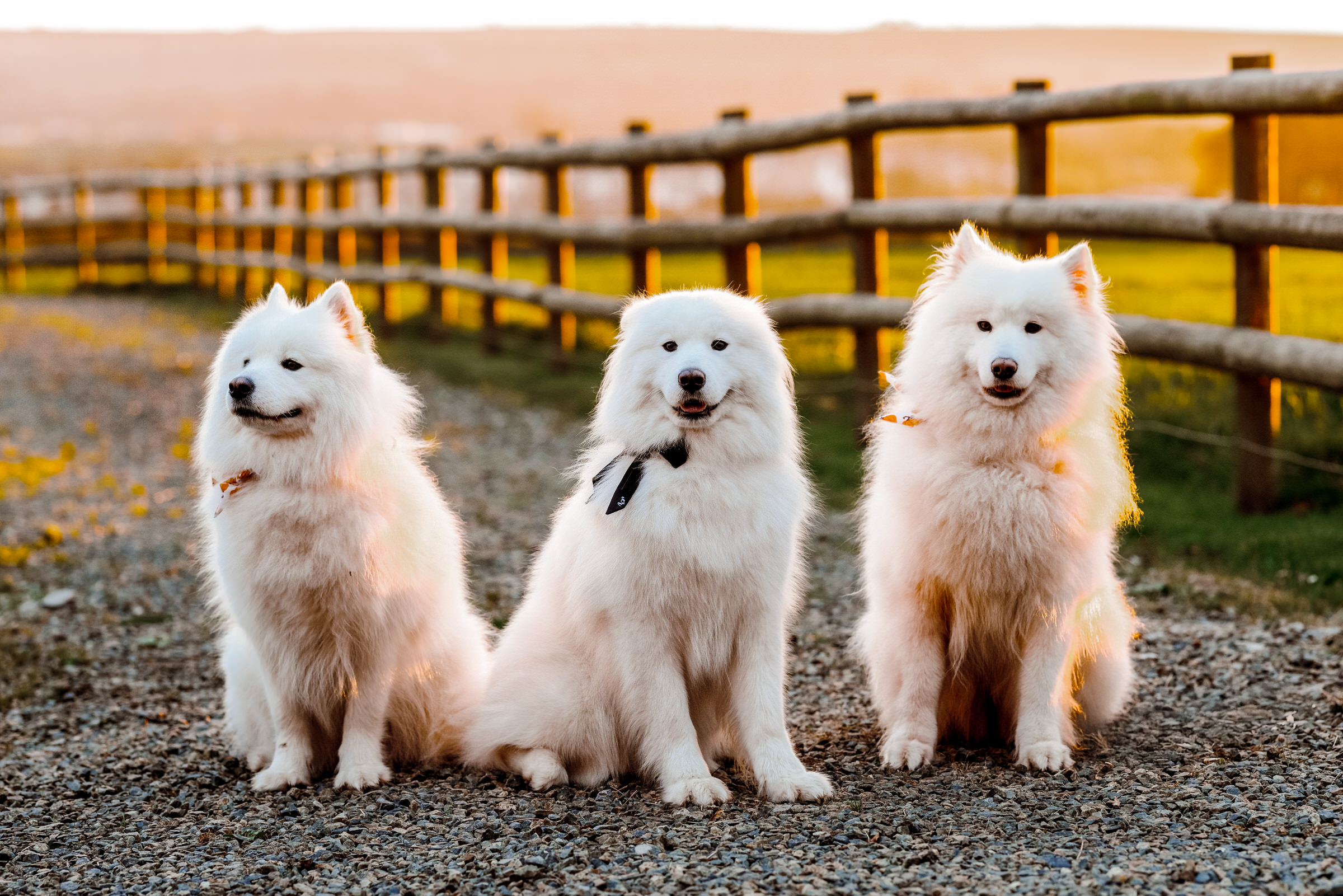 Cardeeth wedding. Halloween wedding West wales with Samoyeds