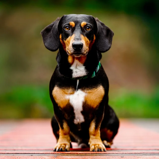 Meet Herbie | I had the pleasure photographing Herbie for a mini woof session for his owner Chloe. I photographed him at different locations at Bryngarw Country Park. Usually the dogs are running around like loons but Herbie took it in his stride and was the perfect model.

Dog Photography | Dog Photographer UK | Dog Photographer Wales

#dogphotography #dogsofinstagram #dogphotographer #sausagedog #dauchshund #dauchshundbeaglemix #sausagebeagle #dogphotographerbridgend #dogphotographercardiff #dogphotographerwales #dogphotographersouthwales #smalldog #cutedogs